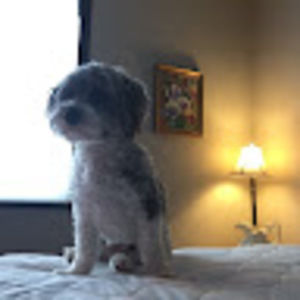 Meet your Posher, Hunter